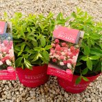 Hortenzia metlinatá (Hydrangea paniculata) ´GROUNDBREAKER® RUBY´ by LIVING CREATIONS®´ - výška 10-20 cm, kont. C3L
